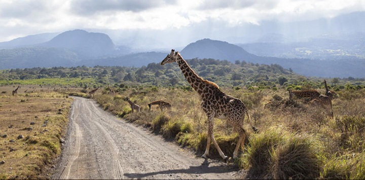 Giraffe in open grassland with mountains in the distance