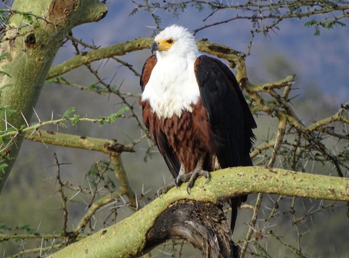 African fish eagle perched in a tree