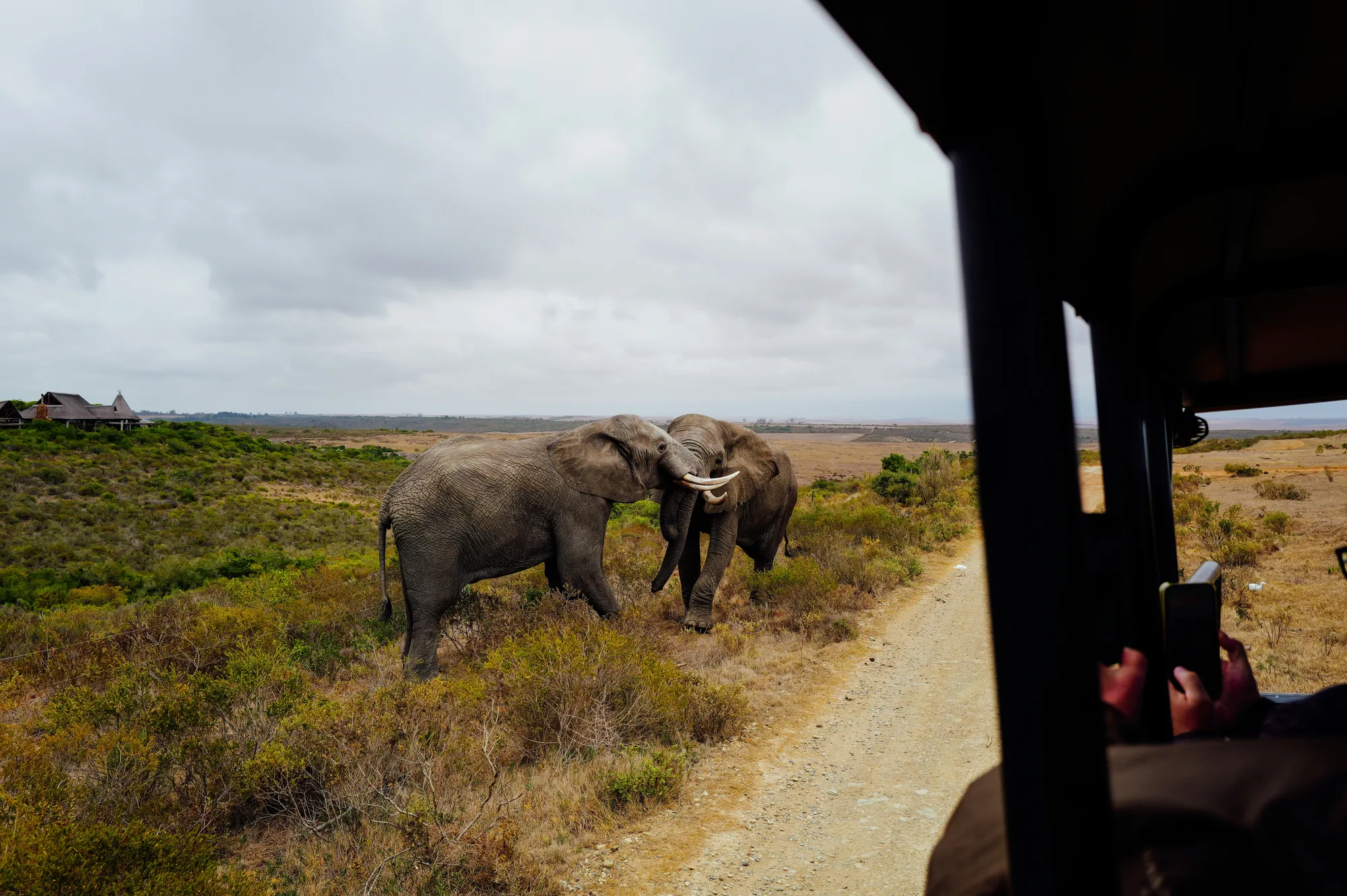 Wildlife safari in Tanzania