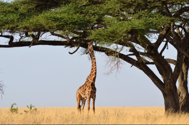 Giraffe feeding beneath an acacia tree