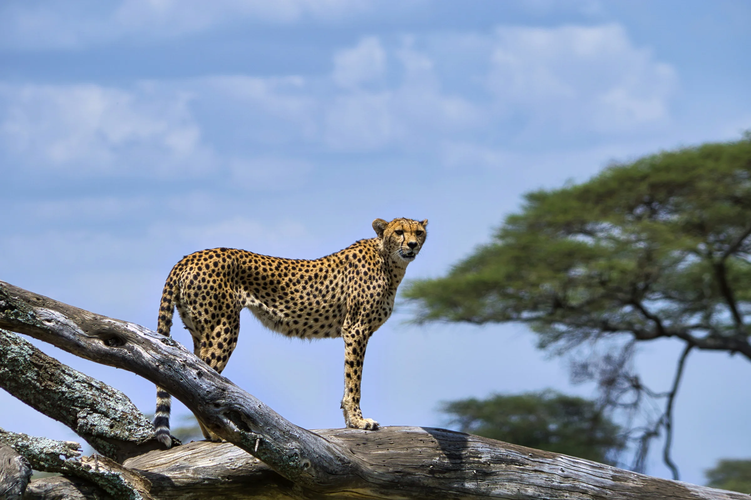 Wildlife safari in Tanzania