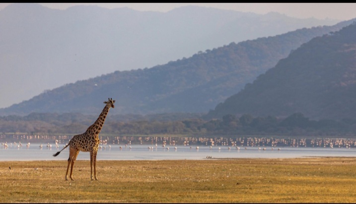 Flamingos gathered on Lake Manyara in Tanzania