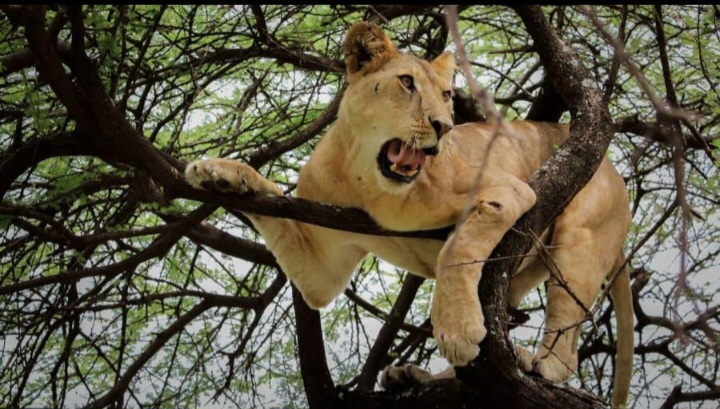 Lion resting in a tree in Lake Manyara National Park