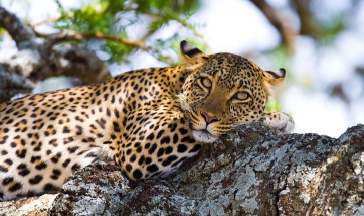 Leopard resting on a tree branch