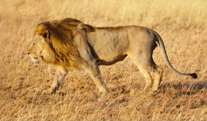 Lion walking through golden grassland