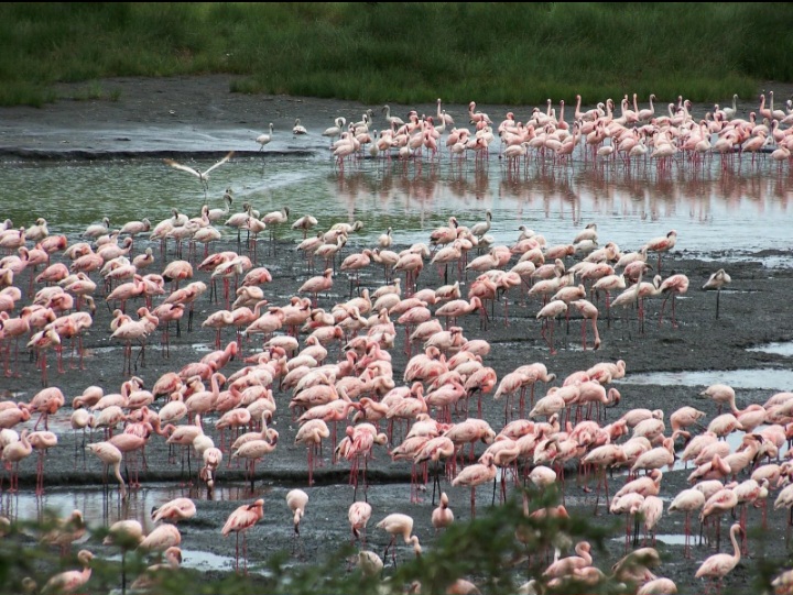 Flamingos gathered on Momella Lake in Arusha National Park