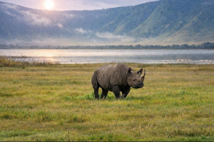 Black rhinoceros grazing in Ngorongoro Crater