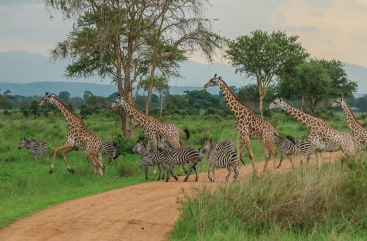 Giraffes and zebras in the green savannah of Saadani National Park