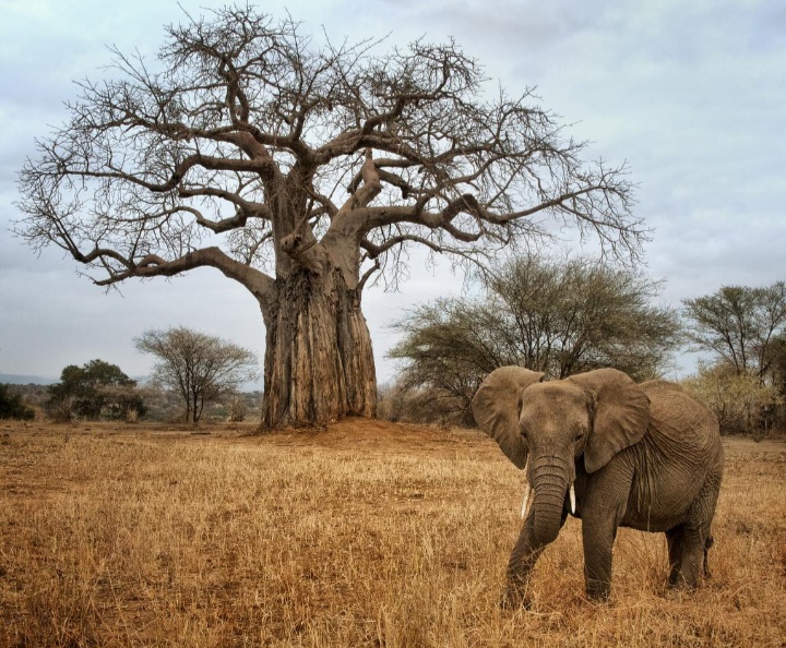 Elephant beneath a baobab in Tarangire