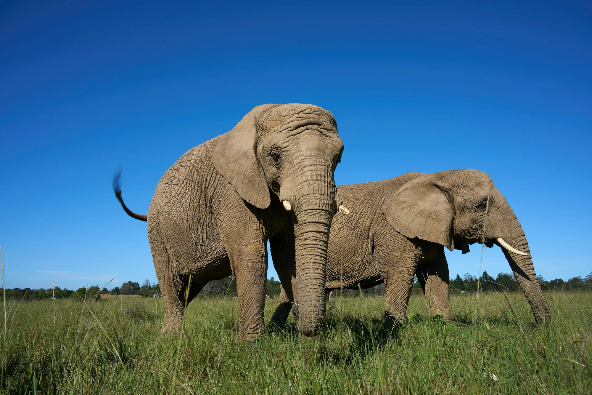Elephants in Tarangire Tanzania