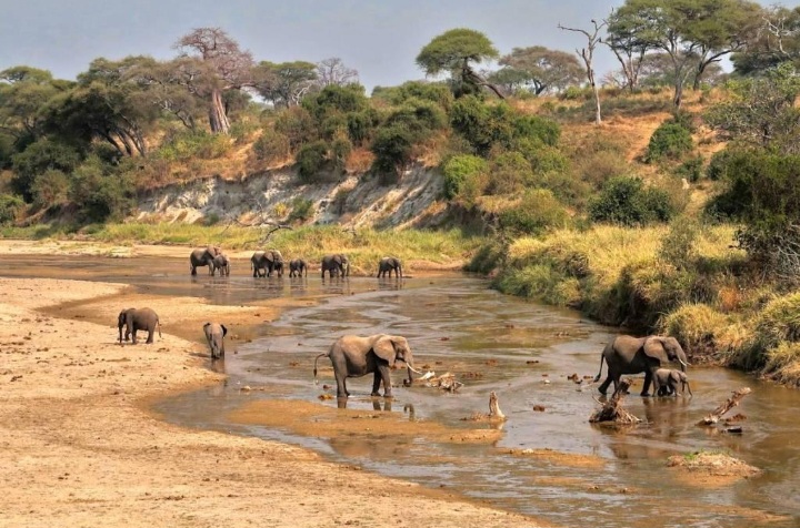 Elephants gathering at the Tarangire River