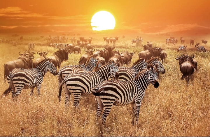 Zebras and wildebeest grazing together in the savannah